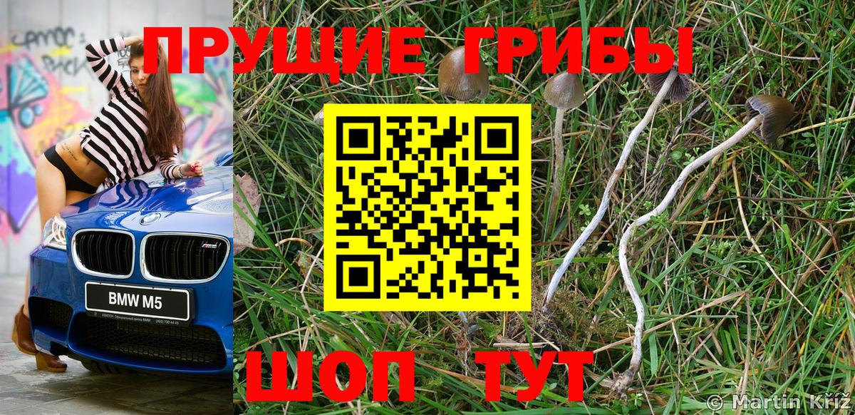 Псилоцибиновые грибы Psilocybe Мыски